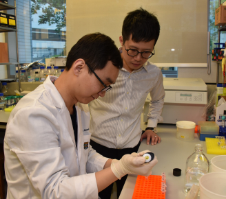 研究團隊驗證了泛素特異性蛋白酶7(USP7)為一個重要的RNF169調節器,以調控DNA損傷反應。